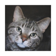 Dillan The Cat Stretched Canvas Print