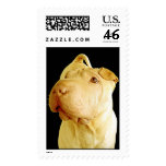 Dilute Chinese Shar Pei Puppy Dog postage