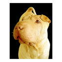 Dilute Chinese Shar Pei Puppy Dog posters by beverlytazangel Dilute Chinese Shar Pei Puppy Dog posters