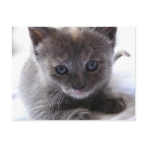 Dilute Tortoiseshell Kitten Postcard