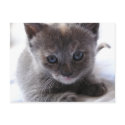 Dilute Tortoiseshell Kitten postcards by okcshelter Dilute Tortoiseshell Kitten postcards