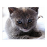 Dilute Tortoiseshell Kitten Postcard