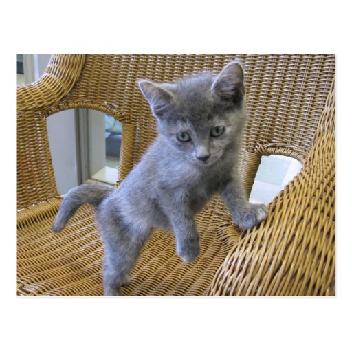 Dilute Tortoiseshell Kitten Postcard Zazzle