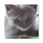 Dilute Tortoiseshell Refrigerator Magnet