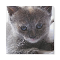 Dilute Tortoiseshell magnets by okcshelter Dilute Tortoiseshell magnets
