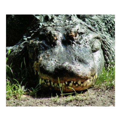 Dinasaur Print by pixelgirl