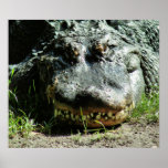 Dinasaur Print