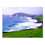 Dingle Ireland Postcard