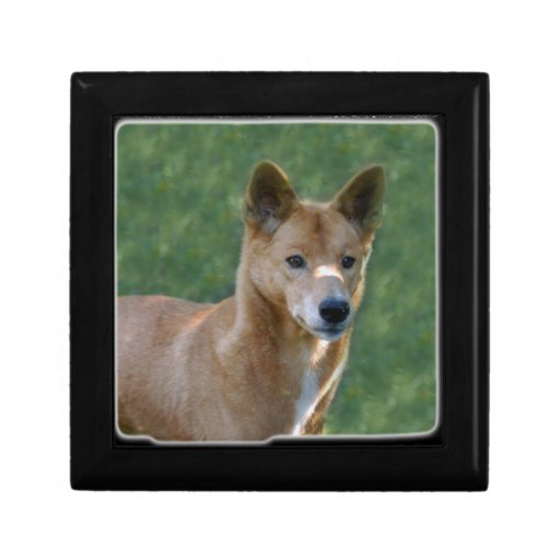 dingo_10x10 gift box