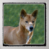 dingo_10x10 poster