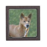 dingo_10x10 premium trinket box