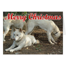 Dingo Card