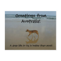 Dingo postcard