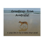 Dingo postcard