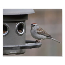 Dinner Time Photographic Print