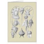 Dinoflagellates Greeting Cards