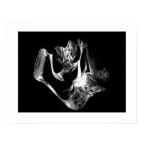 Dinosaur Bone Four posters
