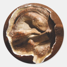 Dinosaur egg with embryo round stickers