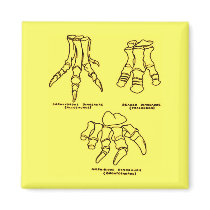 Dinosaur Foot Bones Fridge Magnets