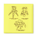 Dinosaur Foot Bones magnets