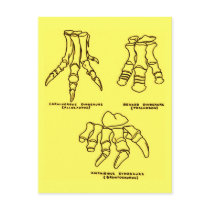 Dinosaur Foot Bones Post Cards