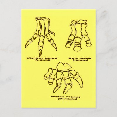 bones of foot. Dinosaur Foot Bones Post Cards