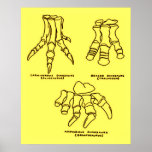Dinosaur Foot Bones posters