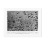 Dinosaur footprints art postcard