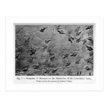 Dinosaur footprints art postcard