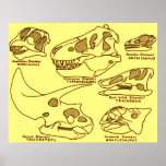 Dinosaur Skulls posters