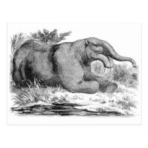 Dinotherium Antique Print postcards