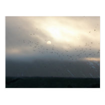 diomede 11 postcard postcards