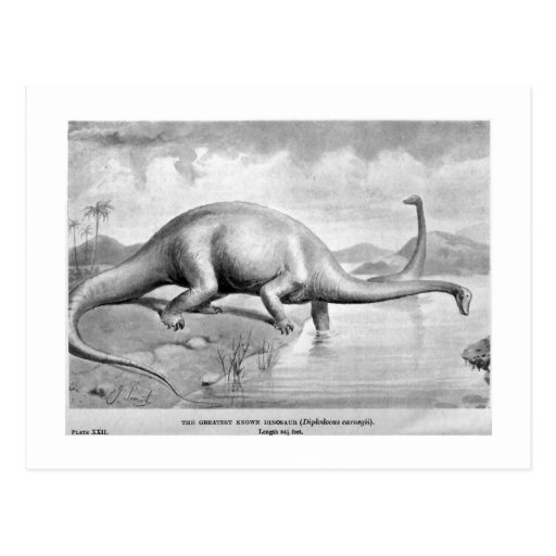 Diplodocus carnegii art postcard