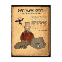 Dirt Dauber Nests Postcard