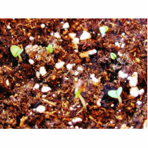 Dirt Plants Sprouts Seedlings Cut Outs