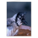 Dirty Bird cards by roimim Dirty Bird cards