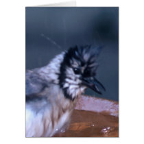 Dirty Bird cards