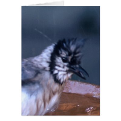 Dirty Bird Greeting Card by roimim