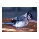 Dirty Bird cards by roimim Dirty Bird cards
