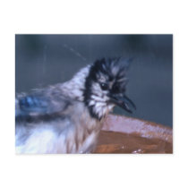 Dirty Bird postcards