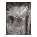 Dirty Daisy posters by leahhighland Dirty Daisy posters