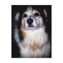 Dirty Digger Doggie Postcard