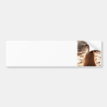 Dirty Meerkat Bumper Sticker