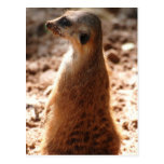 Dirty Meerkat Postcard