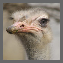 Dirty Ostrich posters by beverlytazangel Dirty Ostrich posters