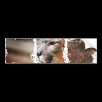 Dirty Photo Bumper Sticker bumper stickers by trendhuntress Dirty Photo Bumper Sticker bumper stickers