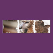 Dirty Photo Bumper Sticker bumper stickers