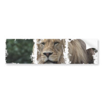 Dirty Photo Bumper Sticker