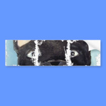 Dirty Photo Bumper Sticker bumper stickers
