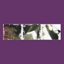 Dirty Photo Bumper Sticker bumper stickers